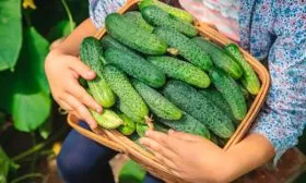 Сбор и хранение урожая огурцов Санькина любовь21