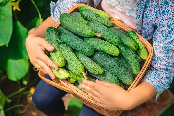 Сбор и хранение урожая огурцов Санькина любовь21