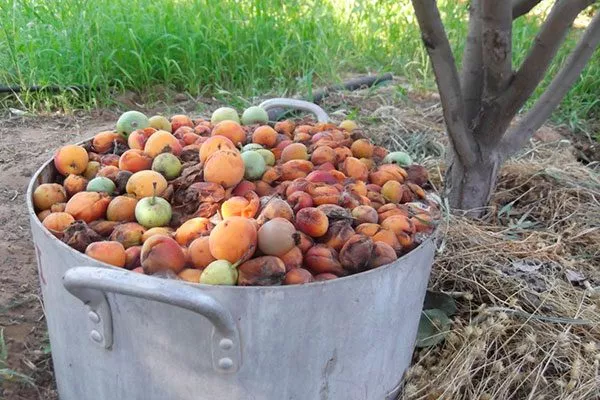 сбор падалицы меры борьбы24