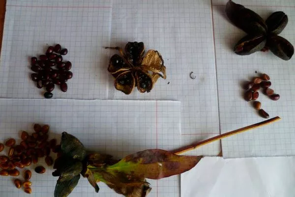 сбор семян методы размножения пионов43