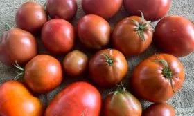 сбор томатов Винный кувшин16