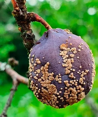 монилиоз болезни алычи1