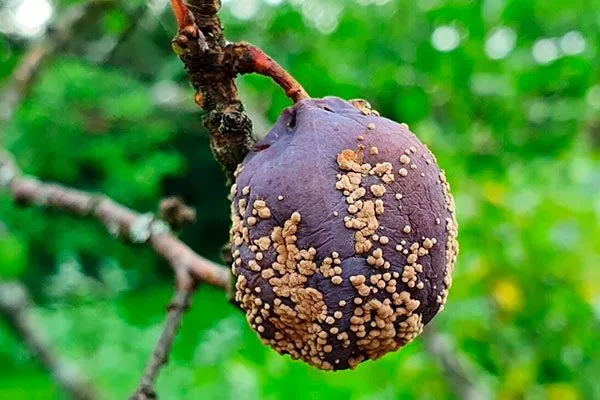 монилиоз болезни алычи1