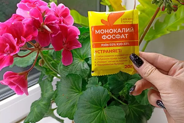 scale_1200 как удобрять пеларгонию4