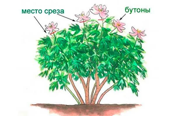 обрезка пионов2