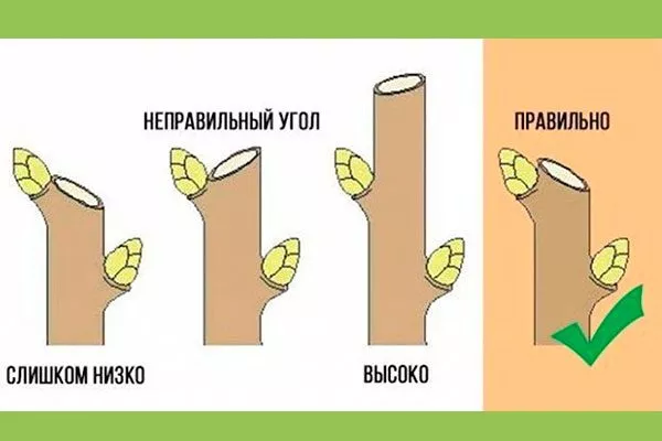 почка Обрезка яблони8