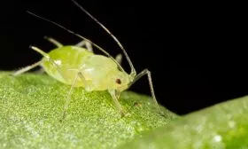 scale_1200 томатов Винный кувшин1