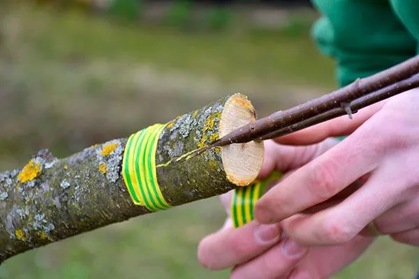 Щель плотно сожмите, зафиксируйте изолентой или верёвкой