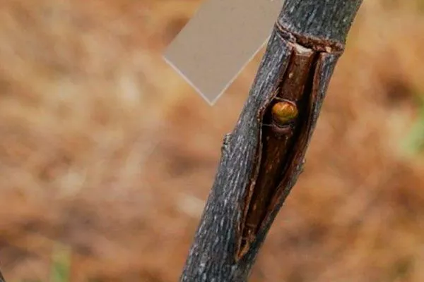 Щиток вставьте под кору подвоя, как в карман, полностью прикрывая его корой