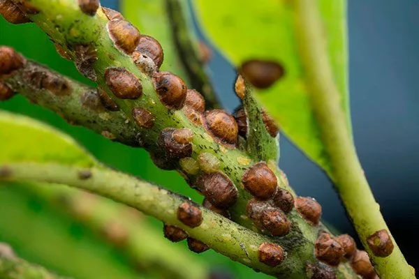 щитовки уход за грушей60