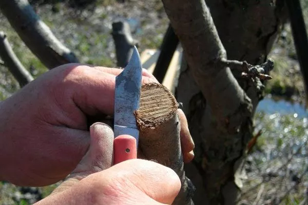 сделать надрез