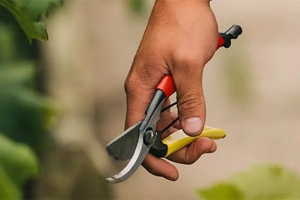 Секатор обрезка пионов24