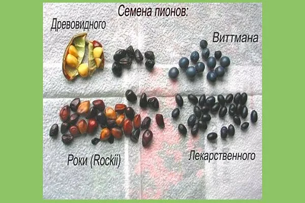 семена методы размножения пионов45