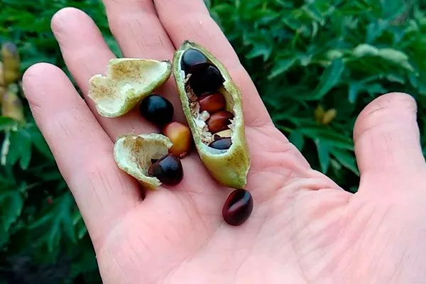 семена пиона методы размножения пионов44