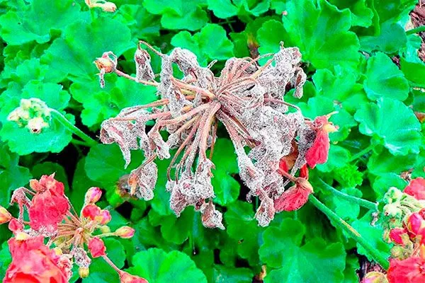 Серая гниль болезни у пеларгонии21