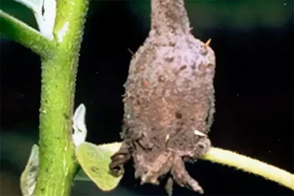 Серая гниль Паутинный клещ32