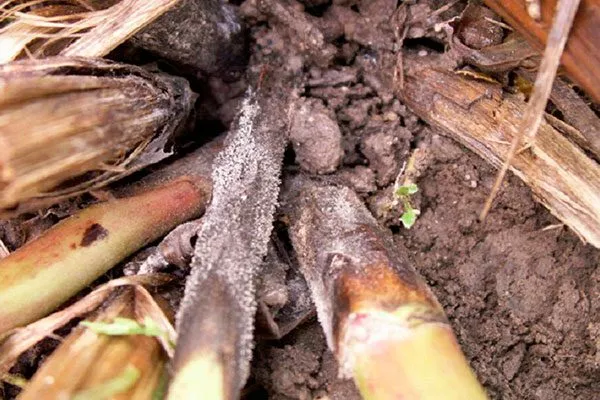 Серая гниль пиона Корал Чарм