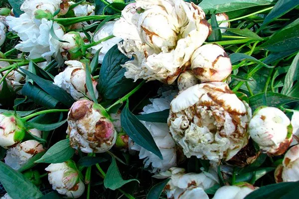 серая гниль сохнут бутоны пиона13