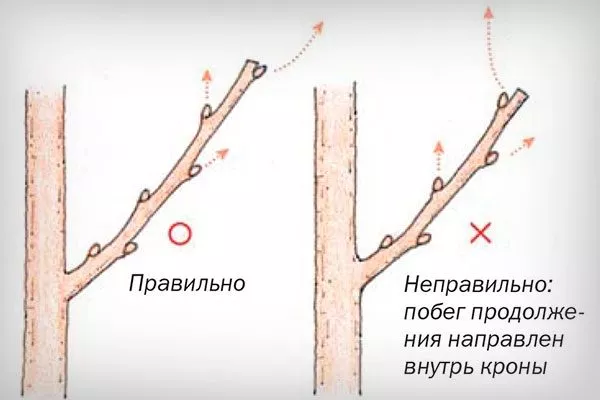 shema-obrezki-opredelyaem-mesto-sreza-vetki Обрезка яблони9