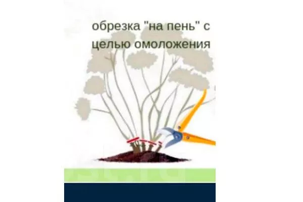 схема-обрезкии1 обрезка пионов29