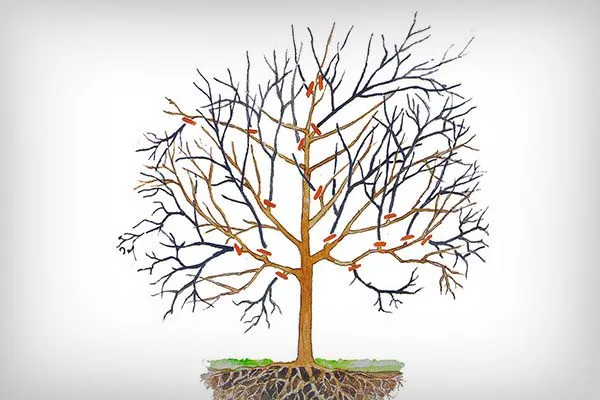 схема подрезки яблонь осенью Обрезка яблони64