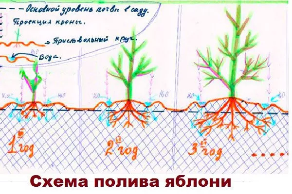 схема полива яблони Полив яблони21