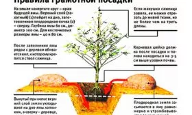 Схема посадки груши Память Жегалова24