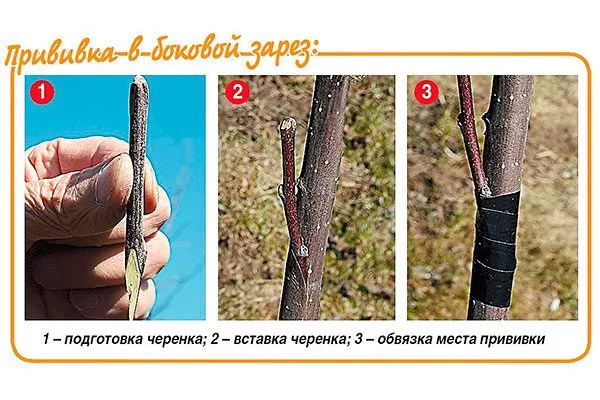 схема прививки в зарез