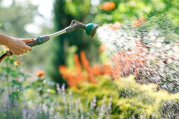 шланга полив баклажанов17