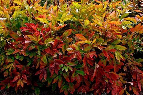 обрезка пионов4