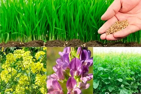 Сидераты подкормить сливу43