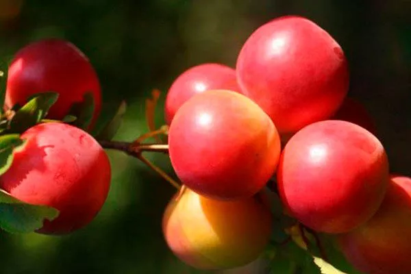 Сигма посадка алычи33