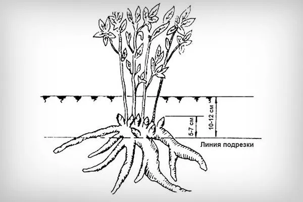 Сильное заглубление корневища пионы не цветут13
