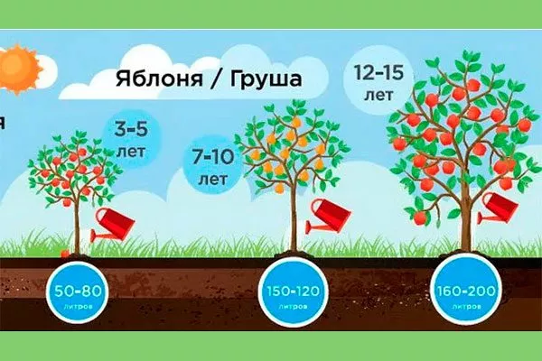 Сколько воды нужно грушевым деревьям уход за грушей55