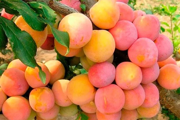 Скороплодная для сибири и урала55