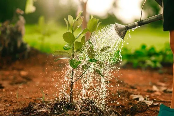 полив в жару Осыпание сливы3