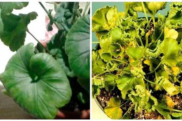 Скручивание листьев болезни у пеларгонии24