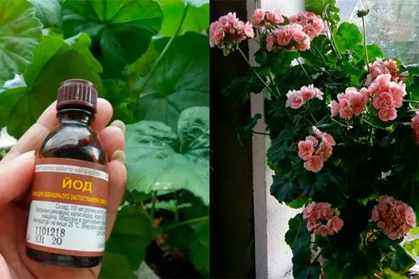 слабо концентрированные растворы йода или марганцовки – как для полива, так и для опрыскивания как удобрять пеларгонию32