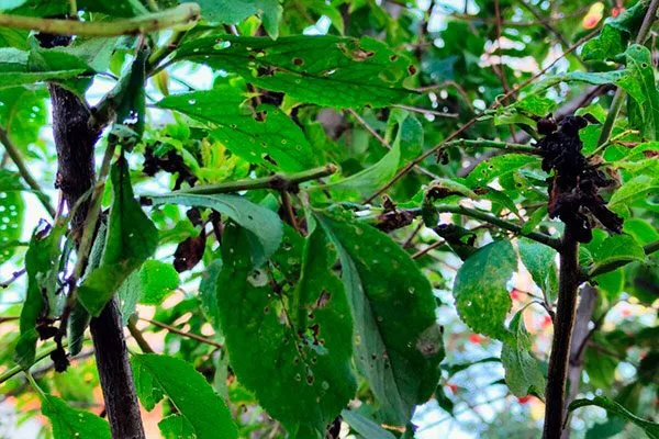 следы пилильцика способы борьбы21