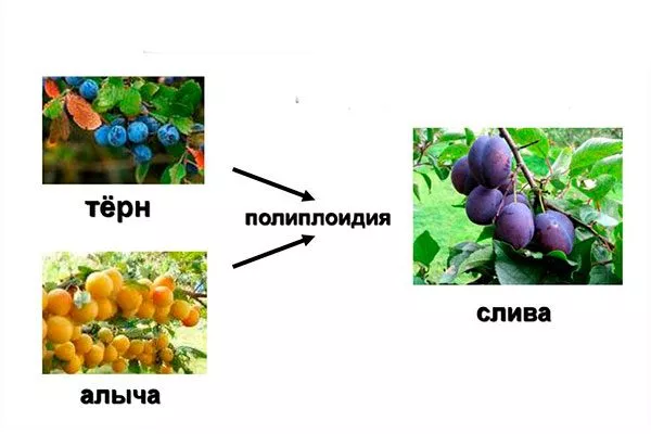 слива Алыча и слива14