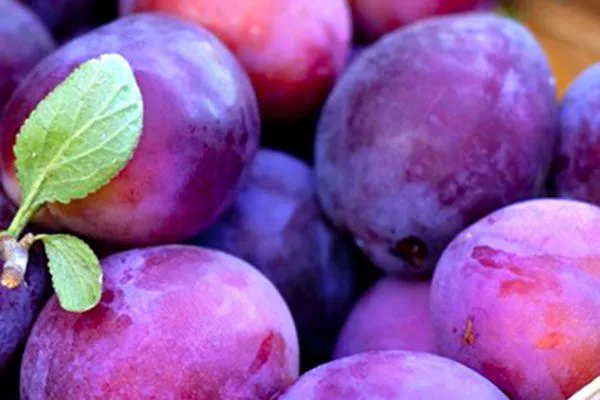 Выращивание сливы в Сибири и на Урале: выбор зимостойких сортов, специфика посадки и ухода