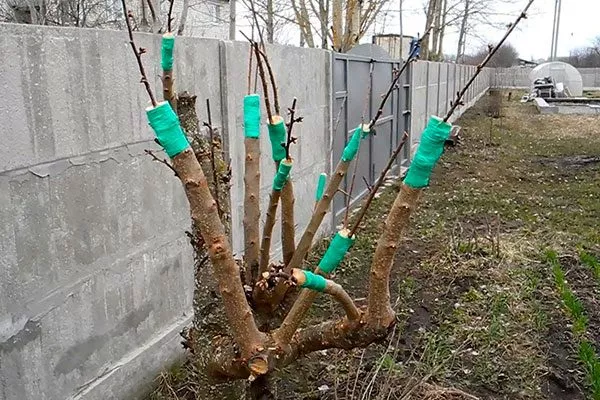 слива на сливу