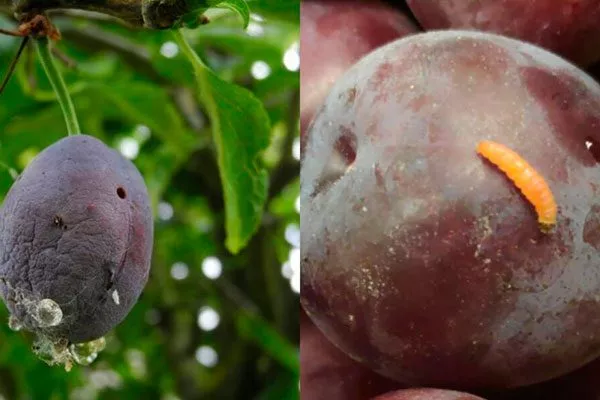 слива с плодожоркой меры борьбы25