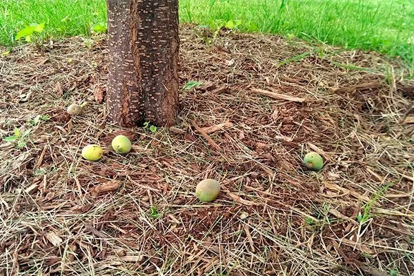 слива сбрасывает плоды Осыпание сливы20