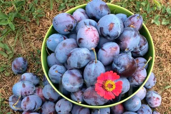 слива урожай Алыча и слива13