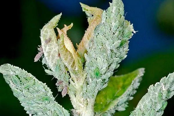 сливовая опыленная тля