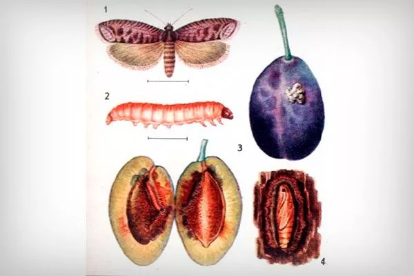 Сливовая плодожорка2 меры борьбы27
