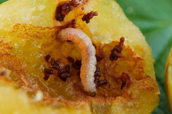 Сливовая плодожорка3 меры борьбы28