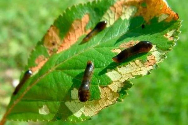 Слизистый пилильщик болезни алычи10