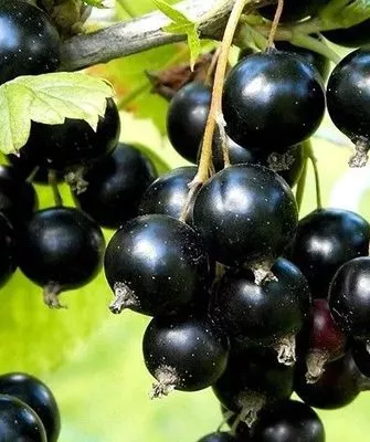 смородина Ариана